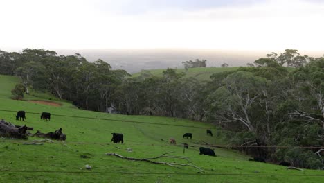 Black-beef-cattle-graze-on-a-lush-green-hillside
