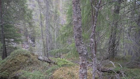 Dentro-De-Un-Bosque-Místico-En-Noruega