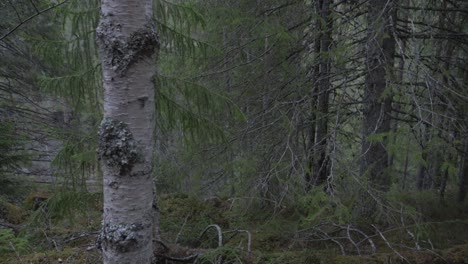 mystical-forest-in-norway,-slowmotion