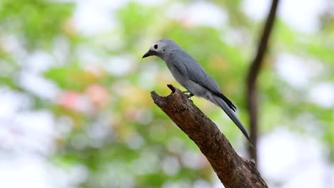 The-Ashy-Drongo-is-a-skittish-regular-migrant-to-Thailand-in-which-it-likes-to-perch-high-on-branches,-that-may-be-far-to-reach-by-humans-or-animals,-easy-to-take-off-and-capture-insects
