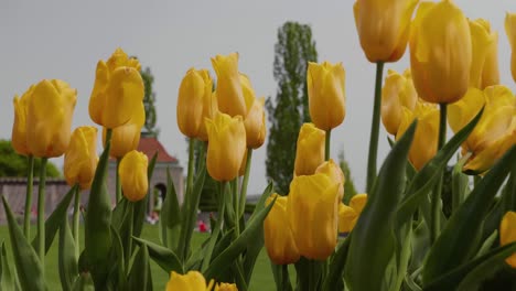 Frühlingsblumen-Im-Garten-Clip-2-4k
