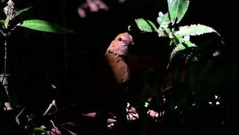 The-Rusty-naped-Pitta-is-a-confiding-bird-found-in-high-elevation-mountain-forests-habitats,-there-are-so-many-locations-in-Thailand-to-find-this-bird