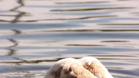 Cisne-Sumergiendo-Su-Cabeza-En-El-Agua-En-Un-Canal-De-La-Ciudad-En-Dublín,-Irlanda