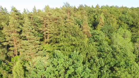 Boom-shot-from-a-drone-of-polish-boreal-forest-in-pomerania-district-