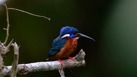 El-Martín-Pescador-De-Orejas-Azules-Es-Un-Pequeño-Martín-Pescador-Que-Se-Encuentra-En-Tailandia-Y-Es-Buscado-Por-Los-Fotógrafos-De-Aves-Debido-A-Sus-Hermosas-Orejas-Azules,-Ya-Que-También-Es-Un-Pájaro-Lindo-Para-Observar