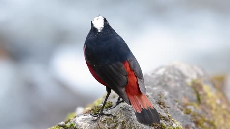 The-White-capped-Redstart-is-known-for-its-white-lovely-crown,-dark-blue-blackish-wings-and-brown-under-feathers-and-its-tail-starts-with-red