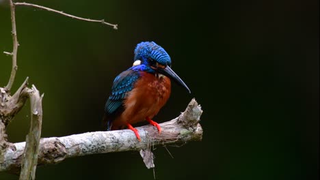 El-Martín-Pescador-De-Orejas-Azules-Es-Un-Pequeño-Martín-Pescador-Que-Se-Encuentra-En-Tailandia-Y-Es-Buscado-Por-Los-Fotógrafos-De-Aves-Debido-A-Sus-Hermosas-Orejas-Azules,-Ya-Que-Es-Una-Pequeña,-Linda-Y-Esponjosa-Bola-De-Plumas-Azules-De-Un-Pájaro