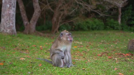 A-wild-monkey-yawning-in-Mauritius