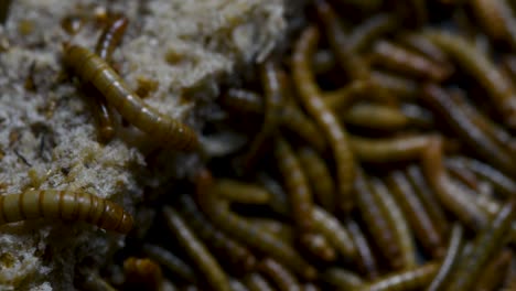 The-Mealworm-is-a-species-of-Darkling-Beetle-used-to-feed-pets-like-fish,-snakes,-birds,-and-frogs