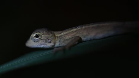 The-Oriental-Garden-Lizard-is-also-called-the-Eastern-Garden-Lizard,-Bloodsucker-and-Changeable-Lizard