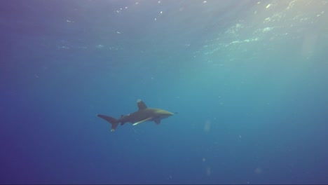 Oceanic-white-tip-shark-swims-slowly-passed-with-sun-rays-on-the-back