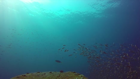 School-of-fish-moving-together-over-a-tropical-reef
