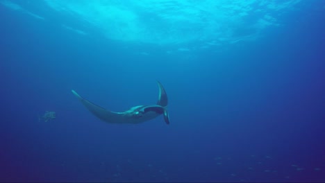 Giant-manta-ray-glides-in-with-wings-up-like-a-Bat-plane-and-cruises-above-and-then-away-from-camera-with-a-giant-trevally-following
