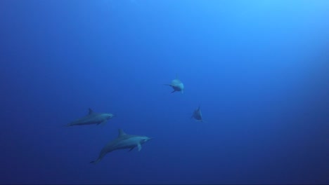 Small-pod-of-dolphins-swim-passed-and-away-from-camera-together-in-the-blue-water