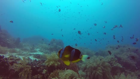 Clownfish-Nemo-swims-towards-camera-and-gets-curious-with-reef-and-blue-water-in-background