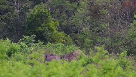 Los-Elefantes-Asiáticos-Son-Especies-En-Peligro-De-Extinción-Y-También-Son-Residentes-De-Tailandia