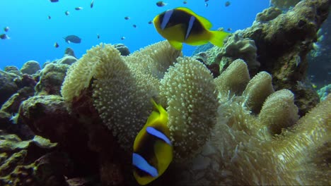 Clownfish-Nemo-Anemone,-Die-Um-Das-Teppichkorallenhaus-Auf-Einem-Tropischen-Riff-Schwimmt