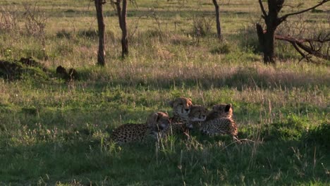 Maasai-Mara,-Kenia---Schöne-Gepardenmutter-Und-Ihre-Süßen-Jungen,-Die-Auf-Dem-Boden-Ruhen