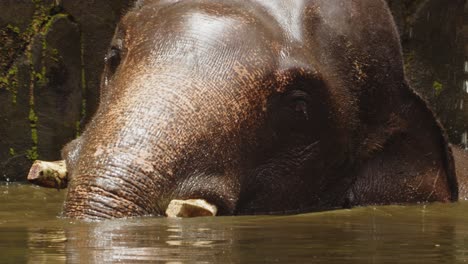 Old-Tired-Sumatran-Elephant-Chilling-in-Water-Under-The-Fall-on-Hot-Day,-Close-Up-Slow-Motion