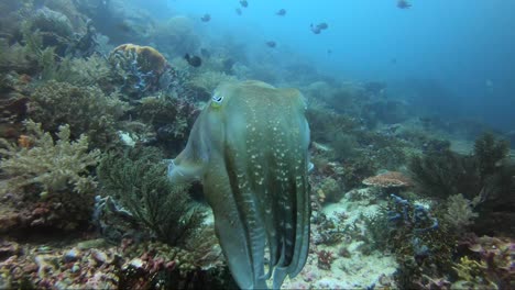 Cuttlefish-pulsing-changing-colour