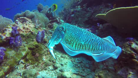 Cuttlefish-attack