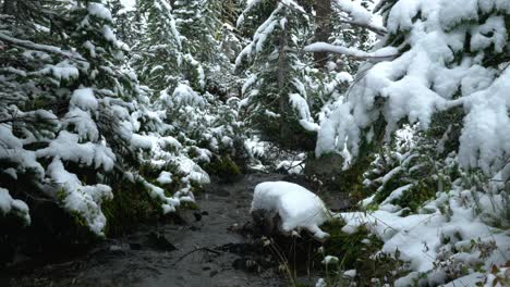 Closeup-of-north-cascade-stream-running-between-snow-covered-larches