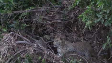 Zwei-Niedliche-Kleine-Leopardenbabys-Ringen-Und-Spielen-Kämpfen,-Masai-Mara