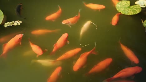 Group-of-gold-fish-in-murky,-green-water-in-garden-pond