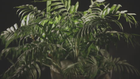 Eine-Indoor-Palmenpflanze-Mit-Leichtem-Schwenken-Für-Lichteffekte-Und-Schwarzem-Hintergrund---Nahaufnahme