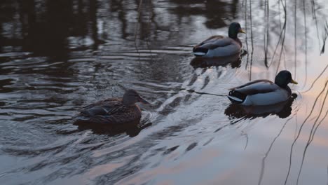 Three-ducks-swimming-on-a-still-river-into-vibrant-sunrise-light