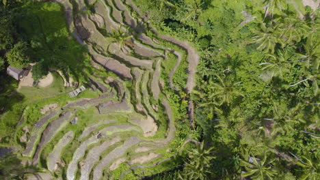 Bird's-eye-view-of-Rice-field-in-Ubud,-Bali-Indonesia