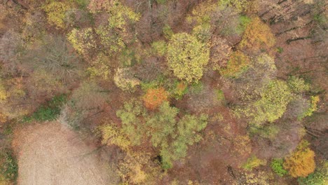 Drone-fly-over-above-epic-forest-in-autumn-season-with-stunning-nature-and-red-woods-leafs