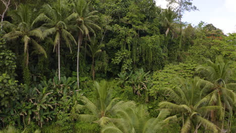 überführung-über-Dem-Dschungel-In-Ubud,-Bali-Indonesien