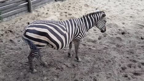 Zebra-outdoors-on-a-sandy-ground-in-the-summer
