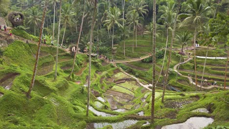 Bali-Indonesia-Ubud-rice-terrace-filmed-with-hand-held-camera
