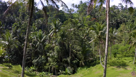 Filmische-Kurve-Der-Kamera,-Um-Die-Erstaunliche-Natur-Im-Dschungelreisfeld-Von-Bali-Indonesien-Einzufangen