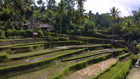 Sobrevuelo-Tegalalang-Terraza-De-Arroz-Hermoso-Campo-Agrícola-Y-Bali-Indonesia-Bosque-Selvático-En-Medio-De-Ubud