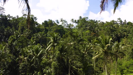 Forwarding-drone-between-palm-trees-in-Bali-Indonesia-Jungle-forest