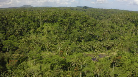 Hohe-überführung-Bali-Indonesien-Dschungelwald-In-Ubud