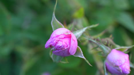 Nahaufnahme-Der-Bulgarischen-Rosa-Rose---Rosa-Knospe-Mit-Tautropfen-In-Einem-Garten-Im-Rosental-In-Bulgarien
