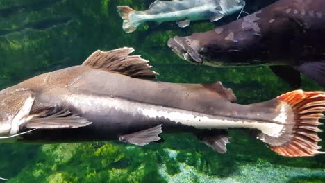 Redtail-catfish-and-arapaima-swimming-very-close-to-the-camera