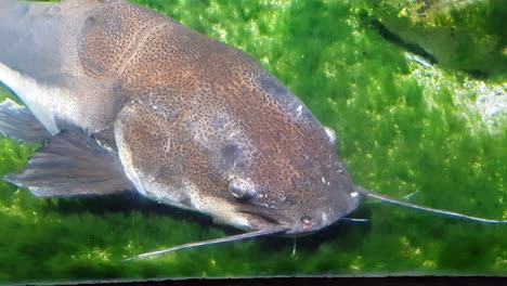 Redtail-catfish--sleeping-very-close-to-the-camera