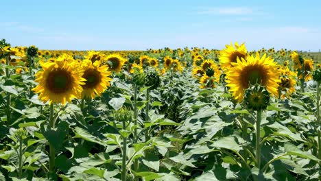 Sonnenblumenfeld-Mit-Vielen-Sonnenblumen,-Die-Den-Horizont-Bedecken