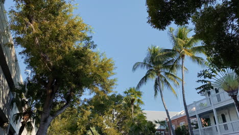 Reiten-Entlang-Der-Straße-Unter-Kokospalmenkronen-Gegen-Sonnigen-Blauen-Himmel