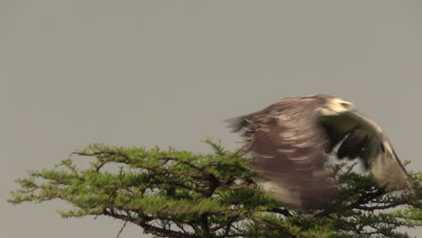 Martial-Eagle-Steht-Auf-Dem-Ast-Eines-Baumes-Und-Fliegt-In-Masai-Mara-Kenia-Davon---Nahaufnahme
