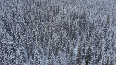 Aerial-view-of-snow-storm-in-the-woods