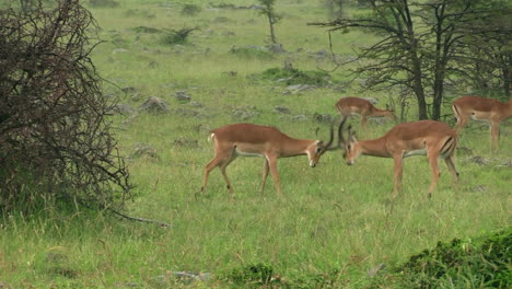 Impalas-Kämpfen-Auf-Der-Grünen-Wiese-In-Der-Masai-Mara-In-Kenia,-Während-Andere-Grasen---Weitschuss