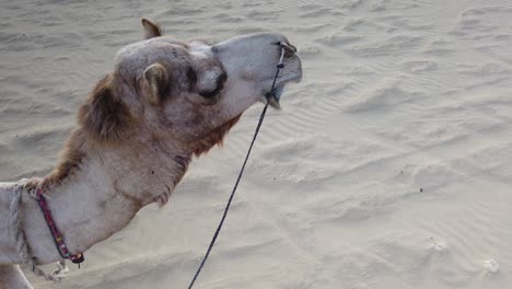 Tracking-Shot-of-Camel-Head-Walking-Through-Thar-Desert-near-Jaisalmer,-Rajasthan,-India