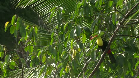 A-beautiful-Keel-billed-Toucan-flying-off-from-a-tree-branch---Mid-shot