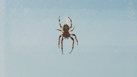 A-spider-hanging-in-its-web-in-a-window-with-the-sun-shining-in-and-a-blue-background-sky
